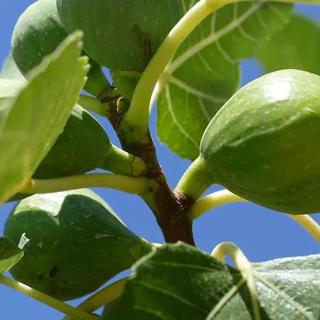 Costes מלון גאליפולי