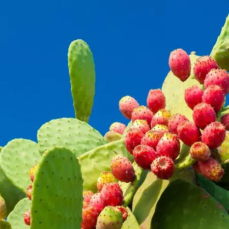 מלון Costes גאליפולי