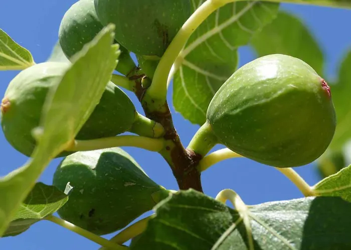 Costes Готель Галліполі